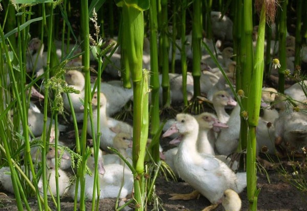 Enten in Freilandhaltung<br>(Foto: 010)